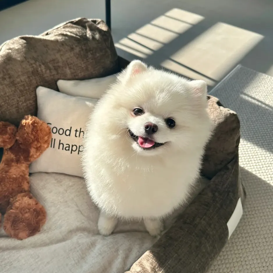 Chiot Spitz nain assis sur un fond blanc, illustrant l'effet peluche encore plus prononcé chez les jeunes