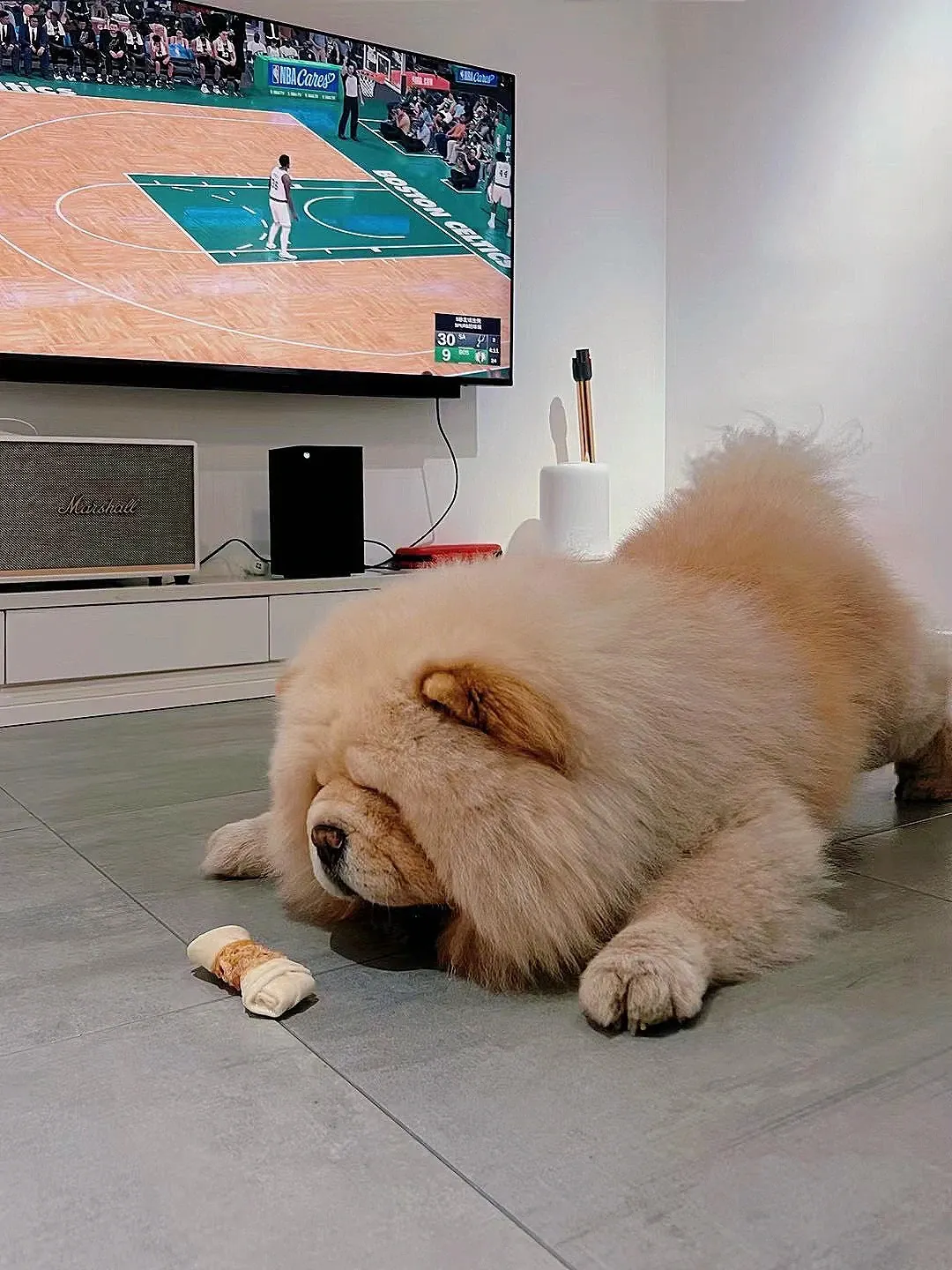 Chow Chow roux adulte avec sa crinière de lion et sa langue bleu-noir, le grand ours en peluche du monde canin