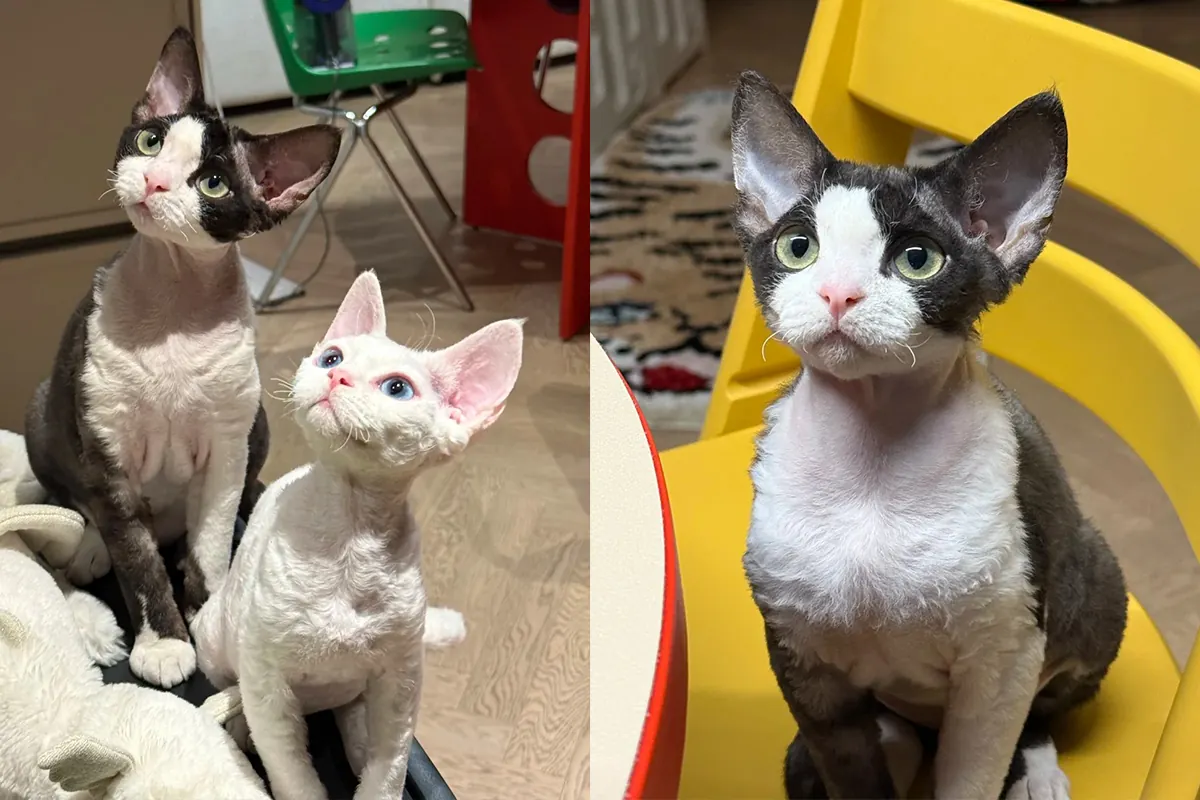 Chat Devon Rex avec ses grandes oreilles caractéristiques et son pelage court ondulé, race qui perd très peu de poils