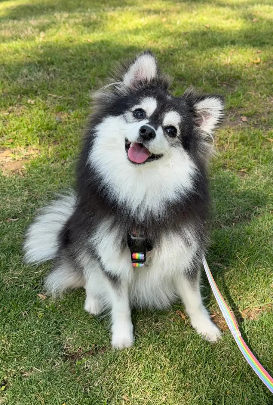 Pomsky chiot avec ses yeux vairons caractéristiques, l'un des chiens peluches les plus recherchés sur les réseaux sociaux