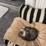 Canapé Pour Chat Housse Amovible Câlin et Cosy photo review