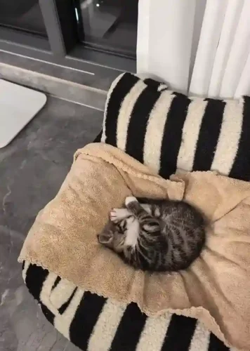 Click to view full screen Canapé Pour Chat Housse Amovible Câlin et Cosy photo review