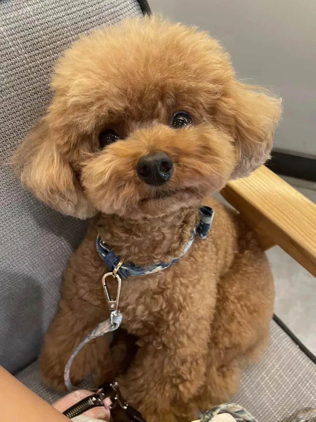 Caniche Toy abricot en coupe nounours, illustrant le chien peluche le plus intelligent de la liste