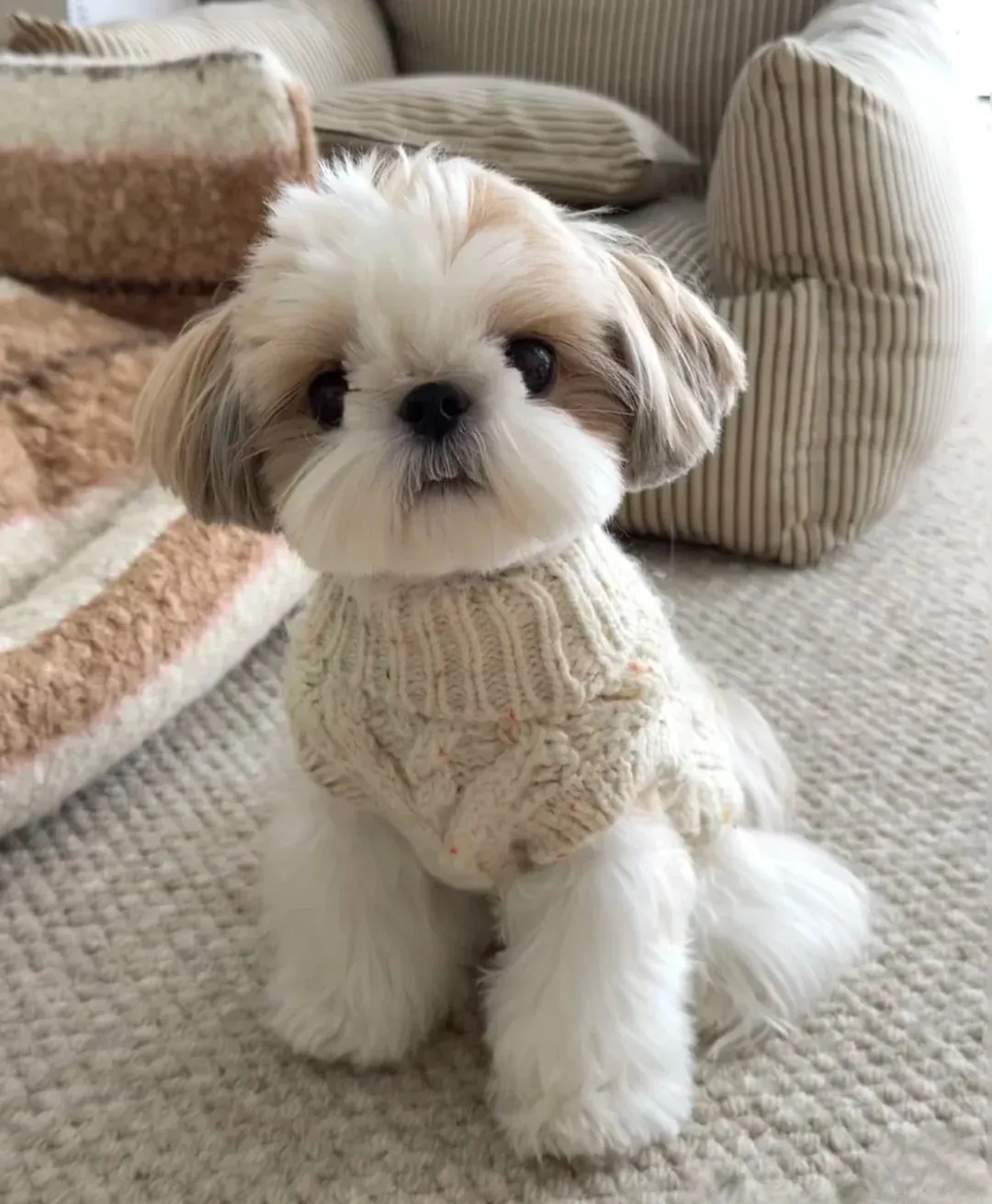 Shih Tzu avec sa coupe classique nœud sur la tête, face aplatie et yeux ronds, chien peluche d'origine impériale chinoise