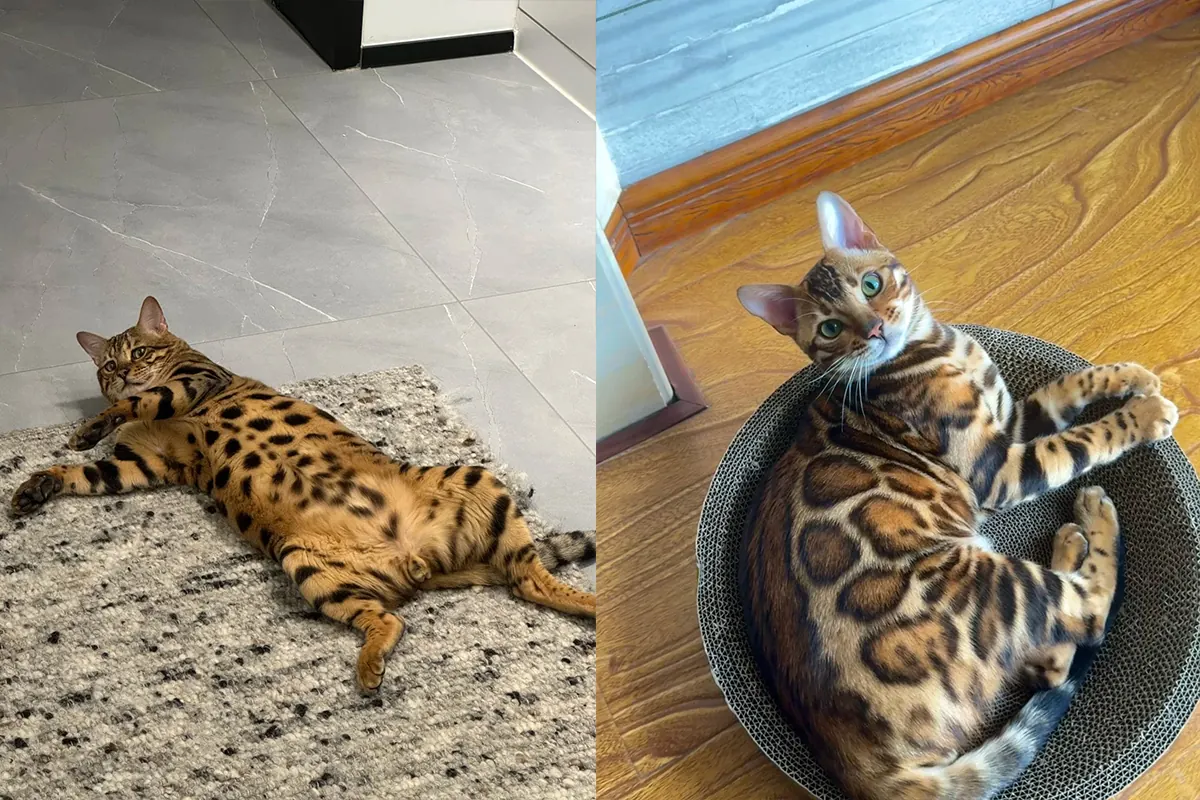 Chat Bengal avec son pelage tacheté façon léopard, court et dense, race qui perd peu de poils au quotidien