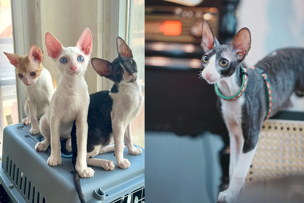 Chat Cornish Rex avec son pelage bouclé unique et sa silhouette élancée de lévrier, race à faible chute de poils