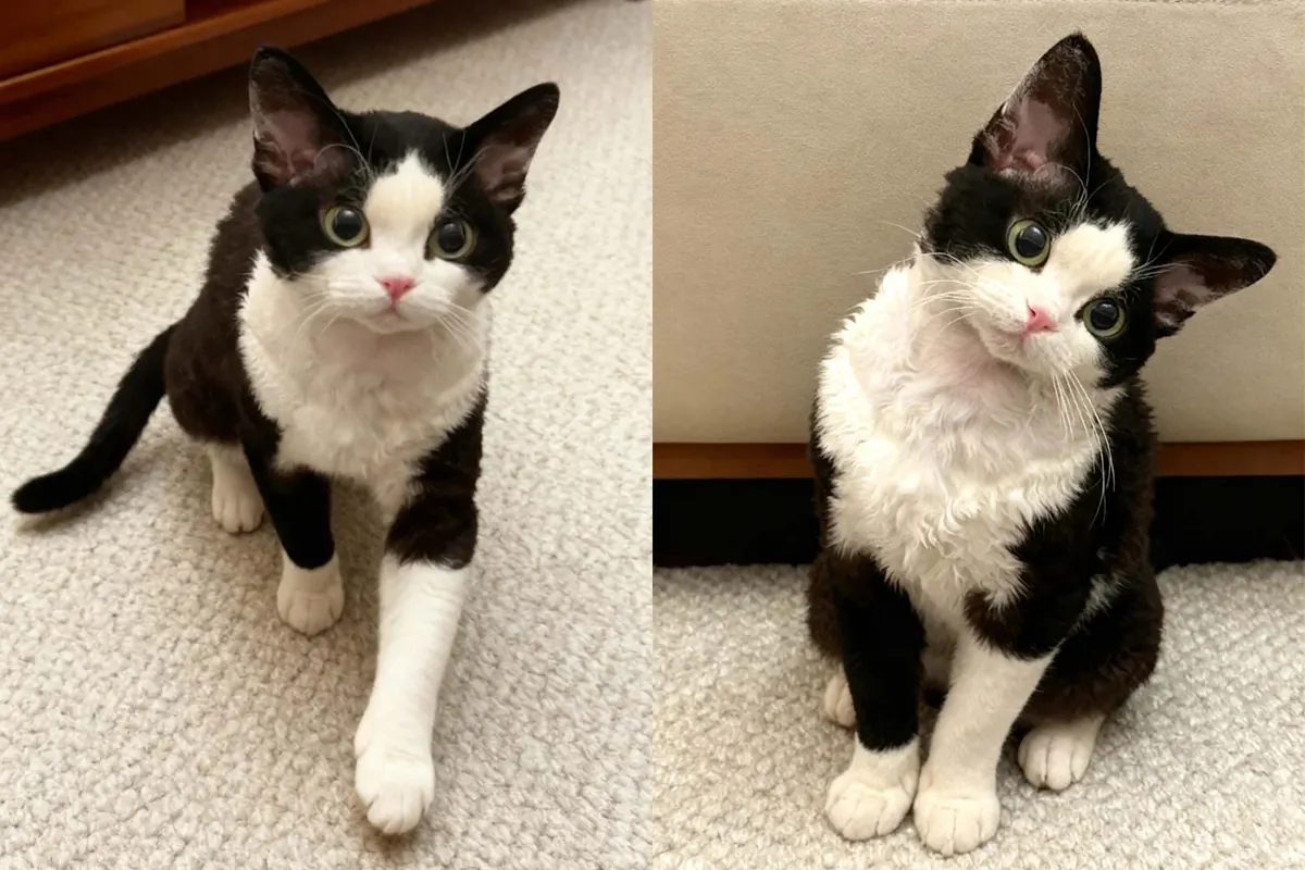 Photo d'un chat Devon Rex aux grandes oreilles et au pelage court bouclé, illustrant les races qui perdent peu de poils