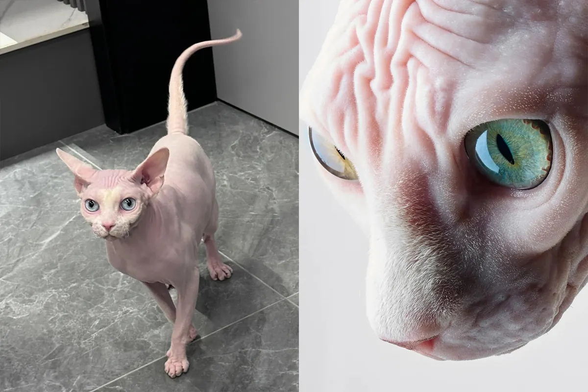 Chat Sphynx sans poils avec grandes oreilles et peau ridée dorée, un des chats qui perdent le moins de poils