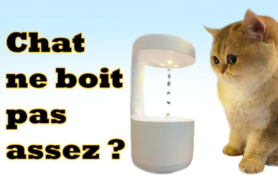 Chat ne boit pas assez : pourquoi, quoi faire, et ce qu'il faut éviter Chat ne boit pas assez