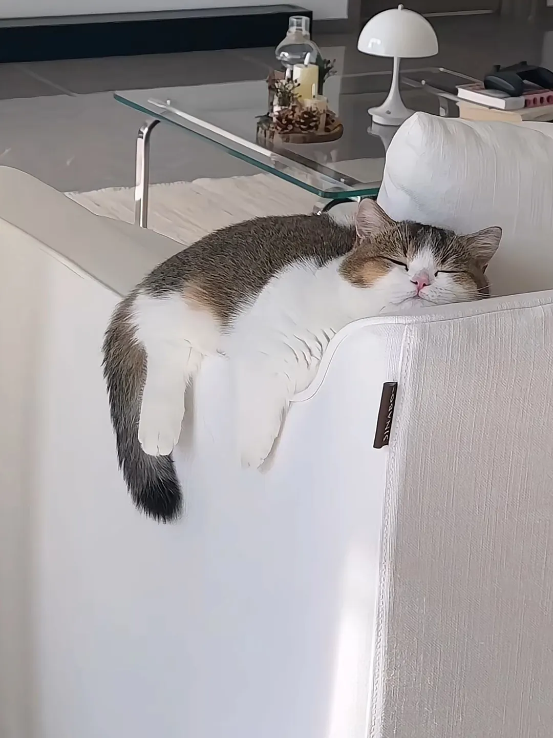 Chat paisiblement installé dans un canapé confortable — un espace de repos adapté réduit les miaulements liés à l'anxiété