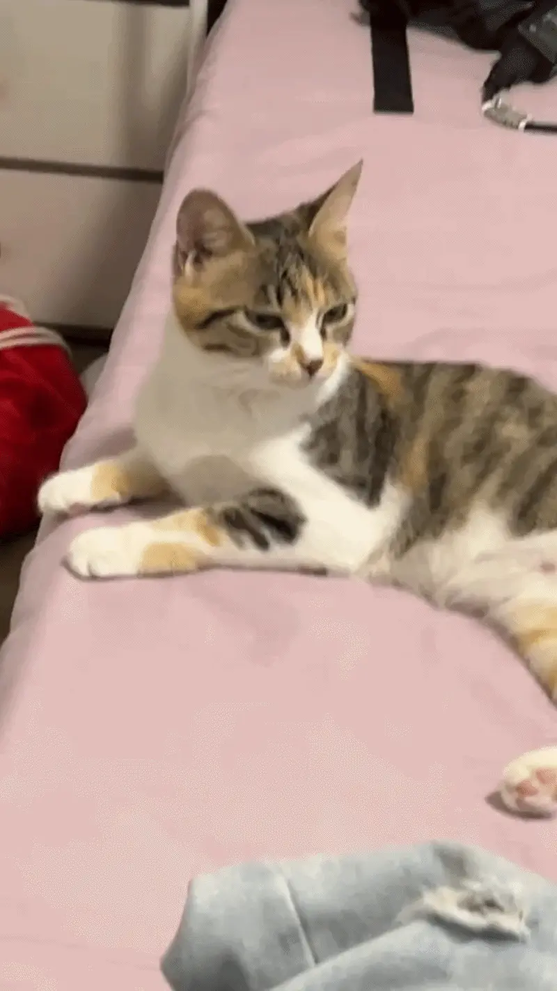 Chat qui cligne lentement des yeux vers son propriétaire — le slow blink est un signe d'affection félin, distinct du miaulement