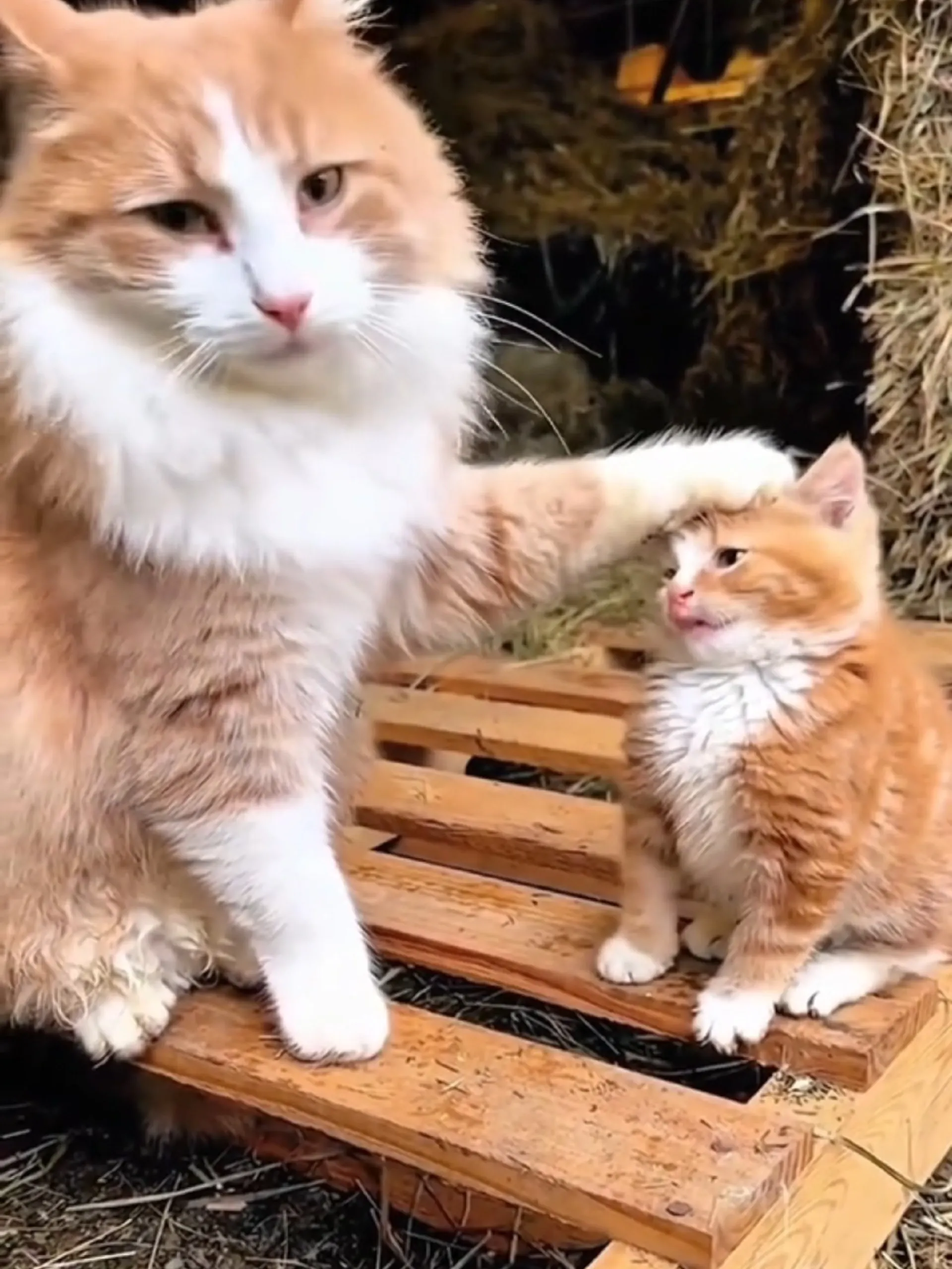 Chaton qui miaule vers sa mère — comportement juvénile prolongé à l'âge adulte chez le chat domestique face aux humains, documenté par Cornell University