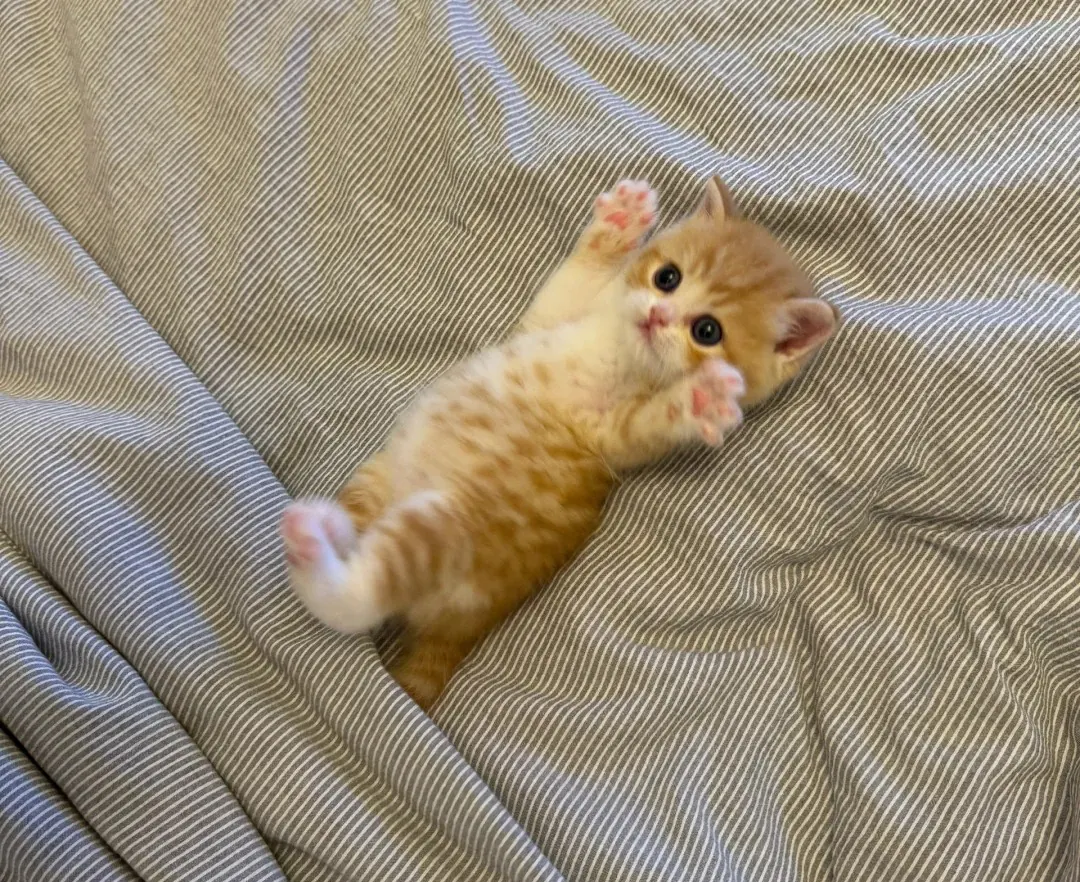 Chaton roux sur un lit moelleux — les chatons confondent les surfaces douces avec leur litière pendant les premiers mois