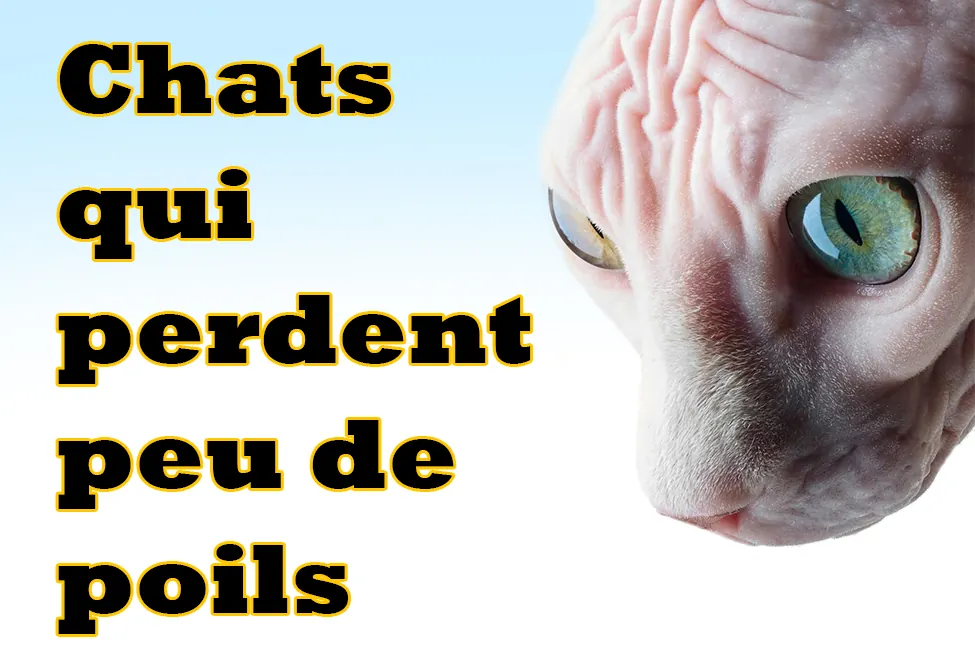 Chats qui perdent peu de poils : 8 races à connaître Chats qui perdent peu de poils