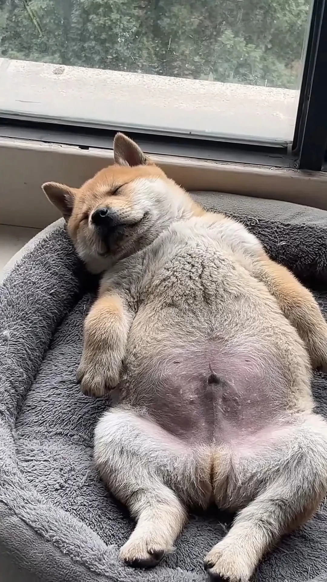 Chien allongé avec l'abdomen légèrement gonflé — illustration des troubles digestifs pouvant survenir quand un chien mange trop vite