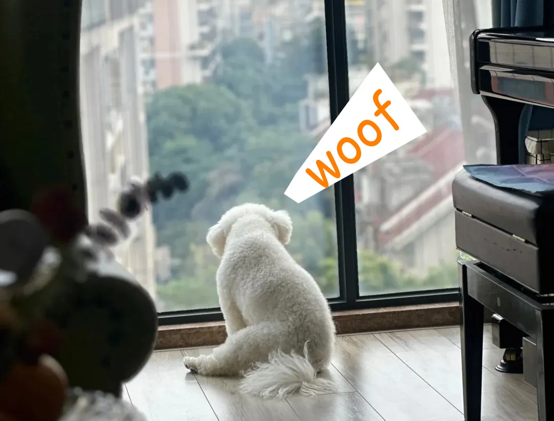 Chien qui aboie à la fenêtre en regardant vers l'extérieur, comportement typique d'aboiement territorial ou d'alerte