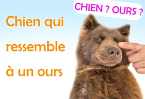 Noms de Chien Commençant par A : Guide Complet L'énorme berger du Caucase ressemble à un ours