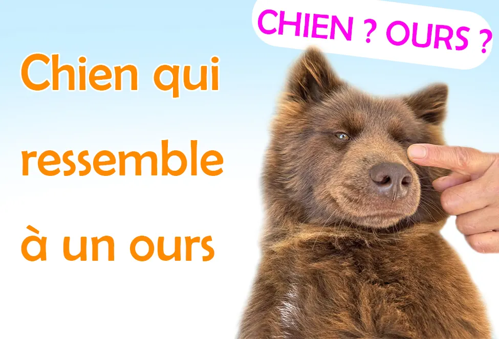 Chien qui ressemble à un ours : 8 races à découvrir L'énorme berger du Caucase ressemble à un ours