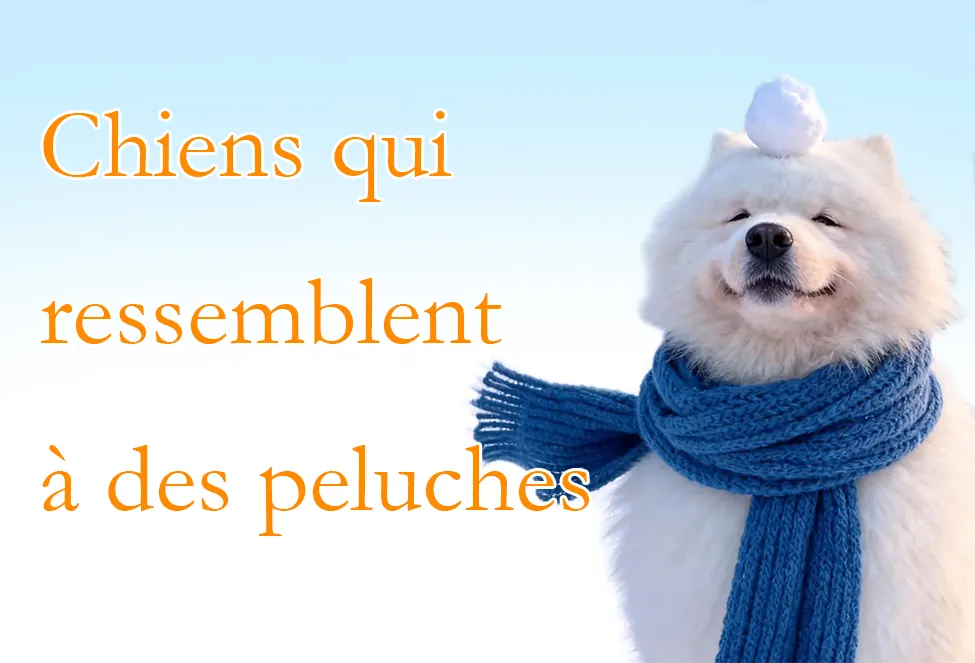 Chiens qui ressemblent à des peluches : 10 races à connaître Chiens qui ressemblent à des peluches