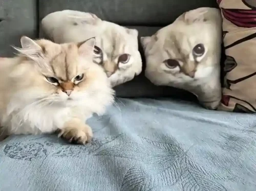 Click to view full screen Coussin Chat Personnalisé à Posture Unique 3D photo review