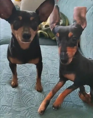 Click to view full screen Coussin Chien Personnalisé à Posture Unique 3D photo review