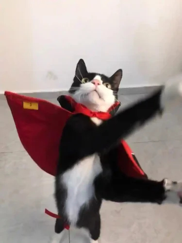 Déguisement Halloween Chat - Costume Ninja Naruto Akatsuki photo review