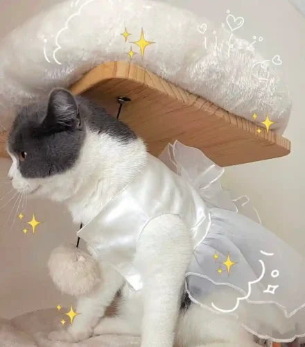 Click to view full screen Déguisement pour Chat Robe Mariage avec Voile photo review