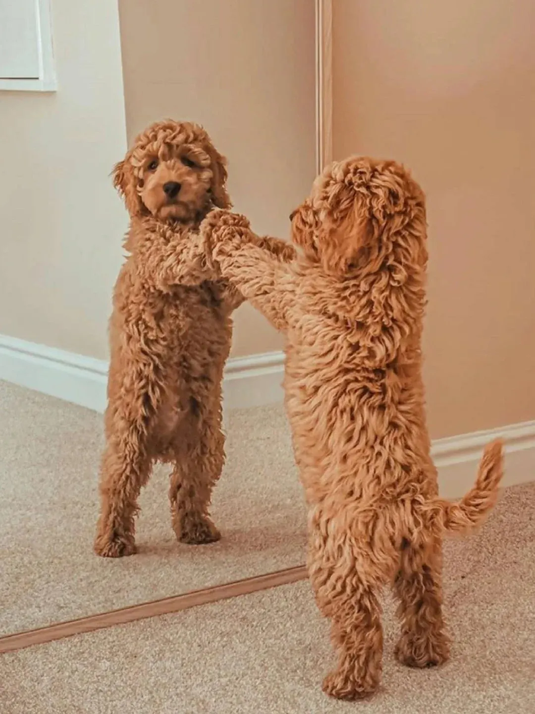 Goldendoodle caramel aux boucles souples, croisement Golden Retriever et Caniche, chien peluche de taille moyenne très populaire