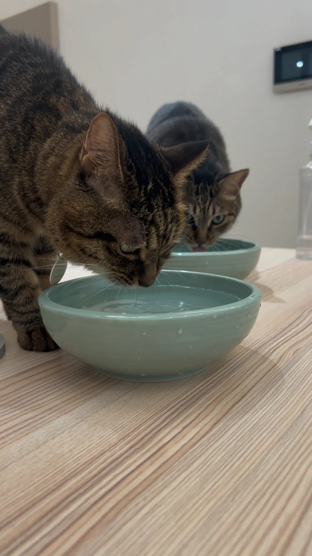 Gamelle en céramique large et peu profonde — idéale pour les vibrisses sensibles du chat, vue de dessus montrant le diamètre généreux du bol