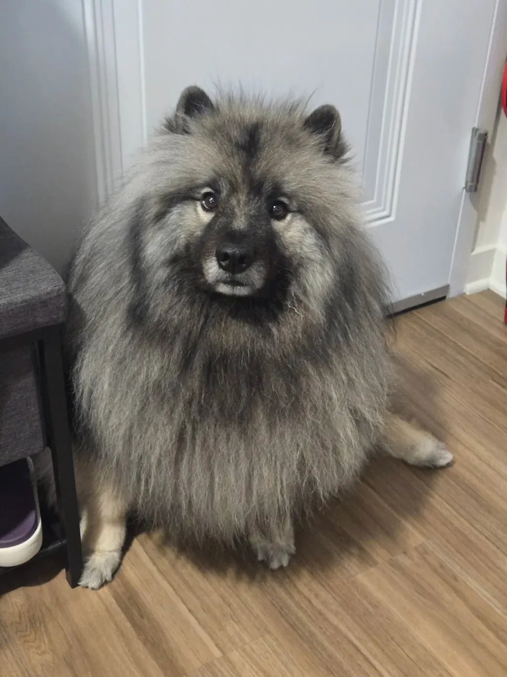 Keeshond (Spitz-loup) avec ses marques faciales en lunettes uniques et son pelage gris argenté très dense, chien peluche de taille moyenne