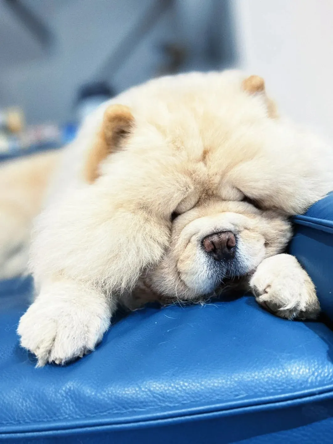 Chiot Chow Chow crème assis, ressemblant à un petit ours en peluche — apparence trompeuse pour un chien indépendant