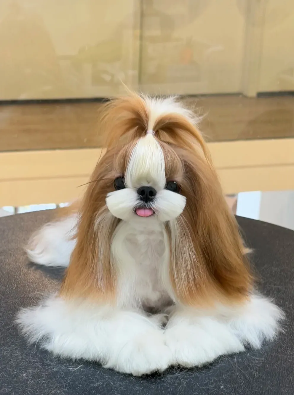 Shih Tzu doré en coupe puppy cut courte, look nounours compact adapté à la vie en appartement