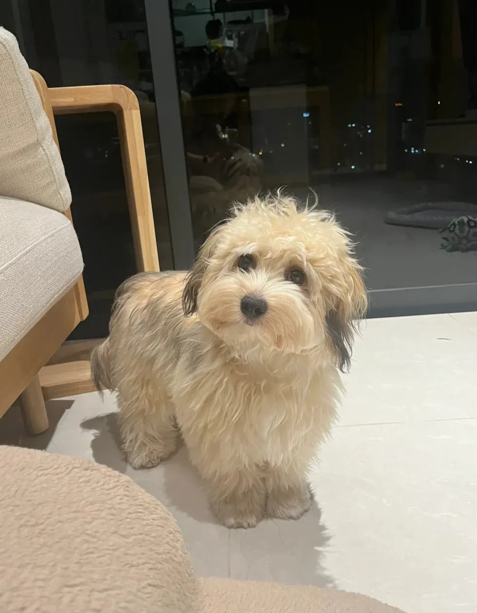 Bichon Havanais crème regardant l'objectif, regard expressif et allure de peluche miniature très câline