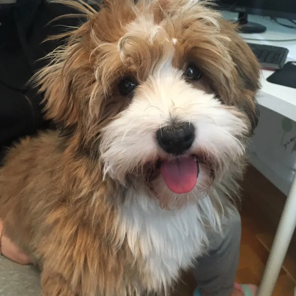 Bichon Havanais chocolat avec son pelage soyeux naturellement ondulé, race rare et méconnue qui ressemble à une peluche