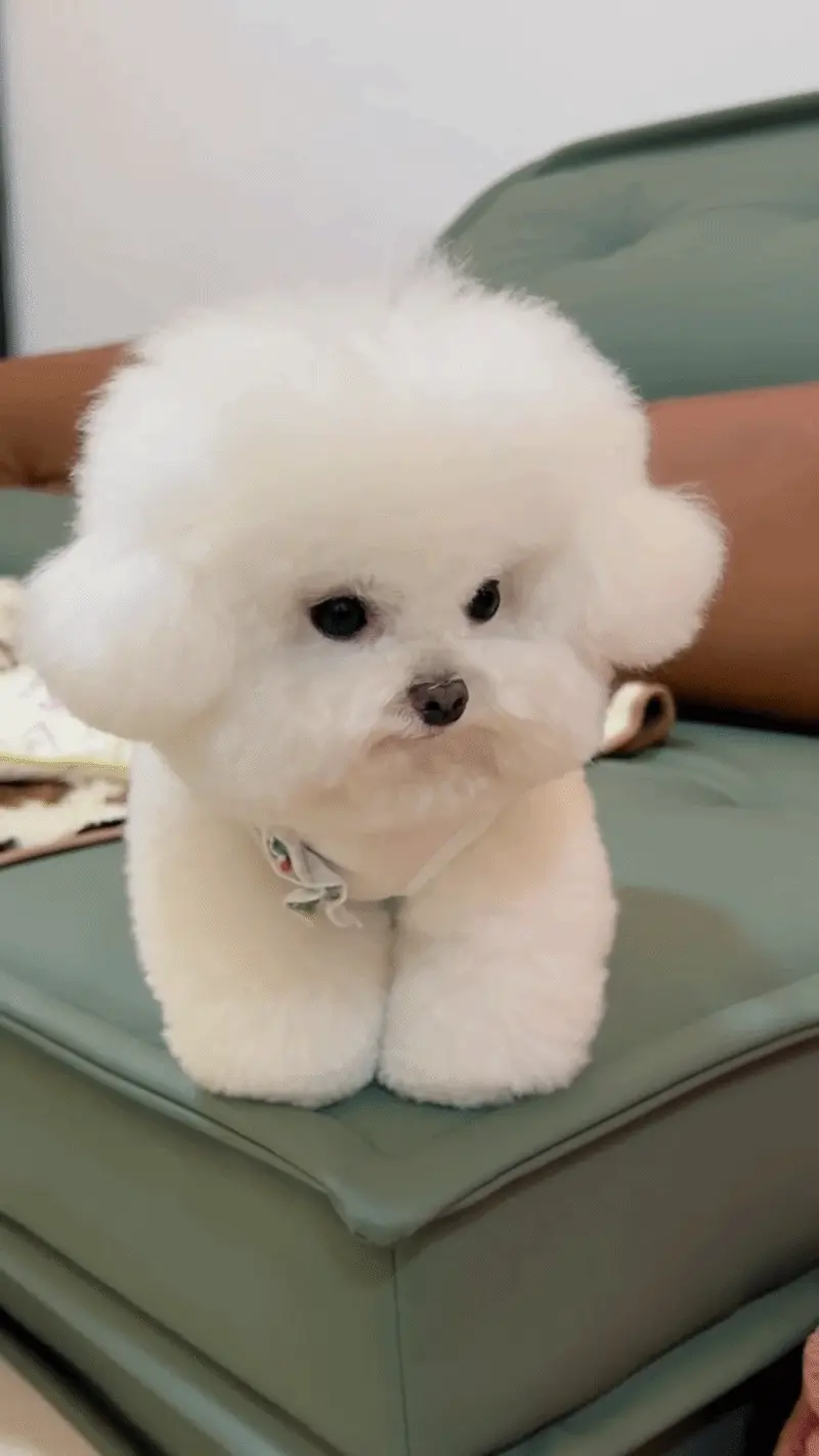 Bichon Frisé blanc aux boucles serrées et au regard doux, assis en pose, chien peluche idéal pour appartement