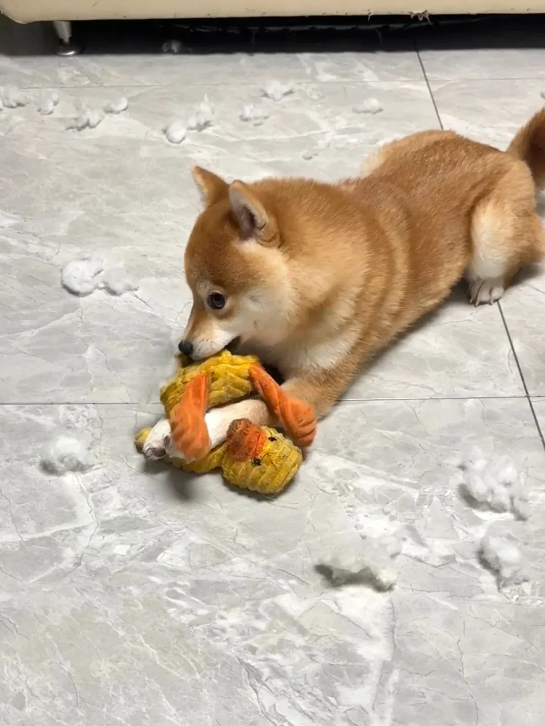 Jouet pour chien couineur déchiré avec rembourrage en coton visible — danger d'ingestion du coton et du couineur en plastique