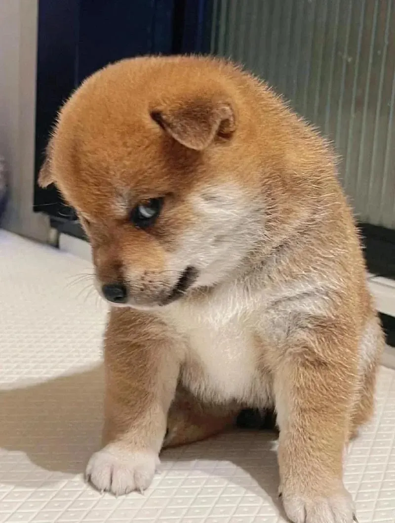 Pourquoi mon chien aboie autant ? Chien en posture d'alerte aboiant vers une personne qui passe devant la fenêtre, aboiement territorial et de garde