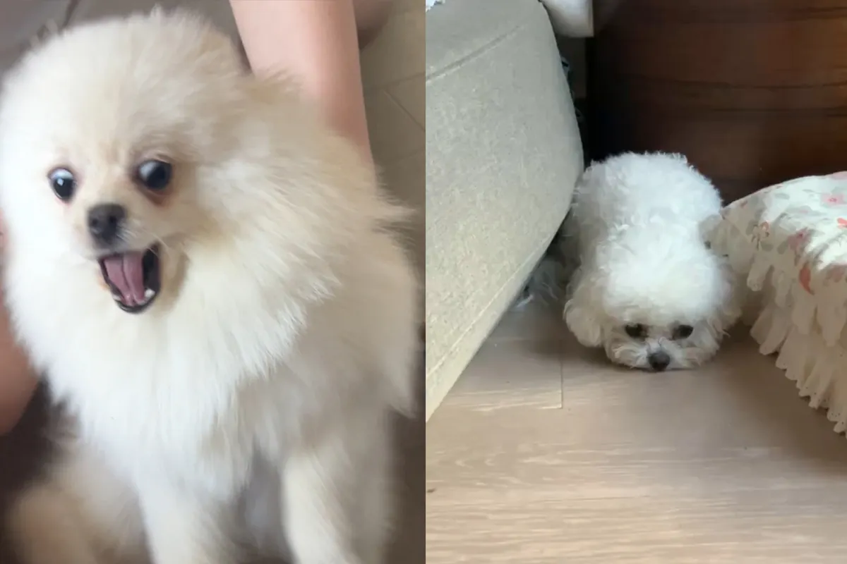 Pourquoi mon chien aboie autant ? Chien recroquevillé et aboyant lors d'un bruit fort comme un feu d'artifice, aboiements liés à la peur et au stress