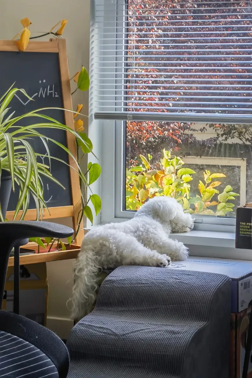 Pourquoi mon chien aboie autant ? Chien couché seul sur un canapé, regard vide, illustrant l'ennui et le manque de stimulation comme cause d'aboiements répétitifs