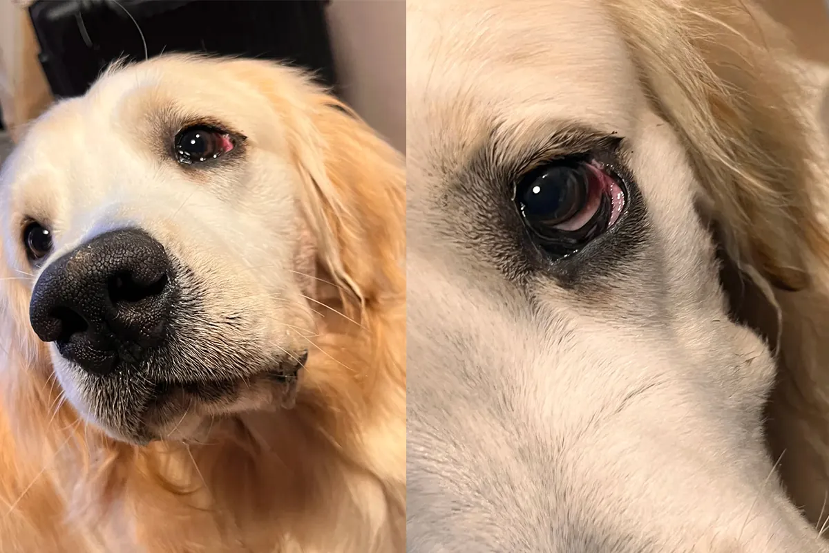 Pourquoi mon chien aboie autant ? Chien anxieux grattant la porte d'entrée après le départ de son maître, signe d'anxiété de séparation causant des aboiements