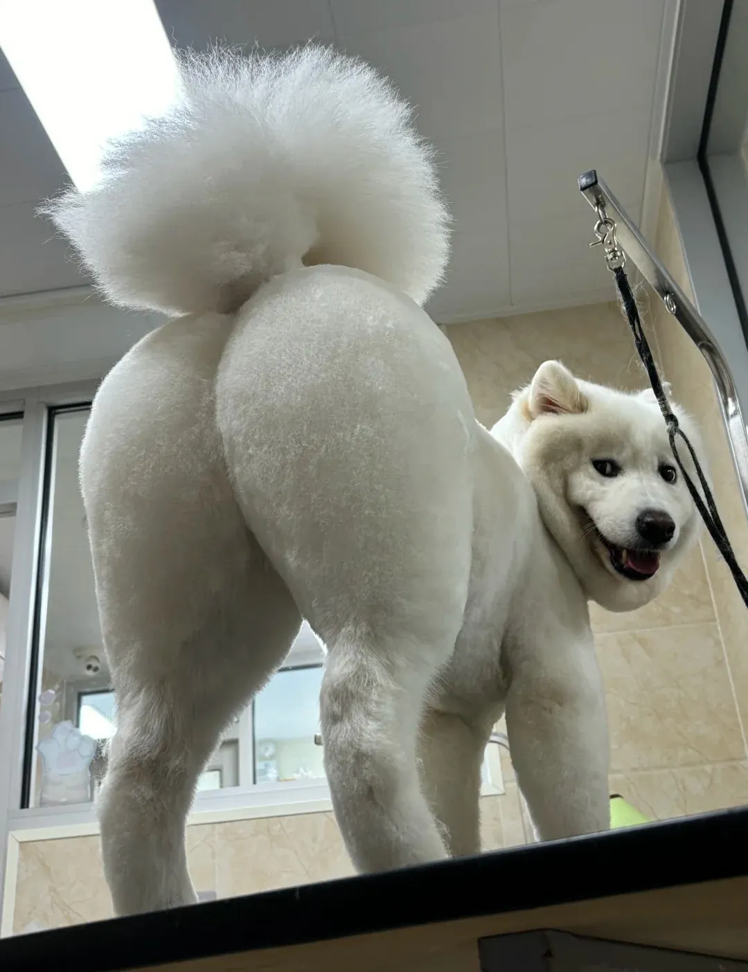 Chiot Samoyède blanc duveteux assis dans l'herbe, encore plus ressemblant à une peluche que l'adulte