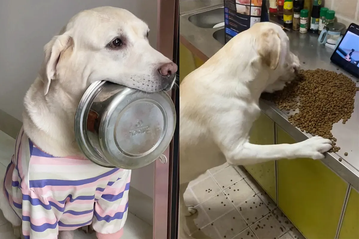 Labrador Retriever adulte — race prédisposée génétiquement à l'hyperphagie selon une étude de l'Université de Cambridge (2016)