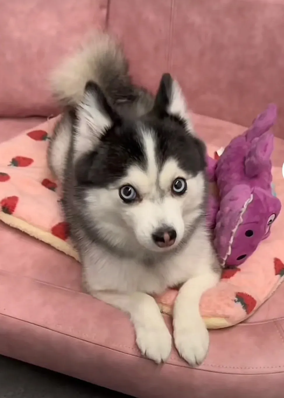 Pomsky aux yeux bleus et pelage tricolore, croisement Poméranien-Husky qui ressemble à un Husky miniature en peluche