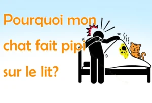 Noms de Chien Commençant par A : Guide Complet Pourquoi mon chat fait pipi sur le lit ? 6 causes et solutions