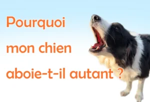 Noms de Chien Commençant par A : Guide Complet Pourquoi mon chien aboie autant ?
