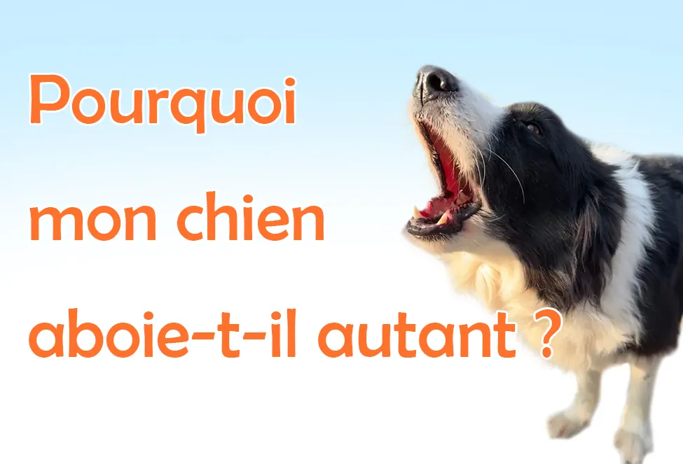 Pourquoi mon chien aboie autant ?