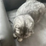 Protège Canapé Pour Chat Imperméable Anti Griffes photo review