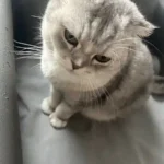 Protège Canapé Pour Chat Imperméable Anti Griffes photo review