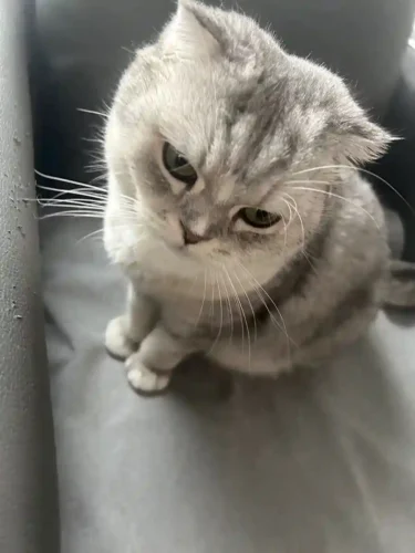 Click to view full screen Protège Canapé Pour Chat Imperméable Anti Griffes photo review