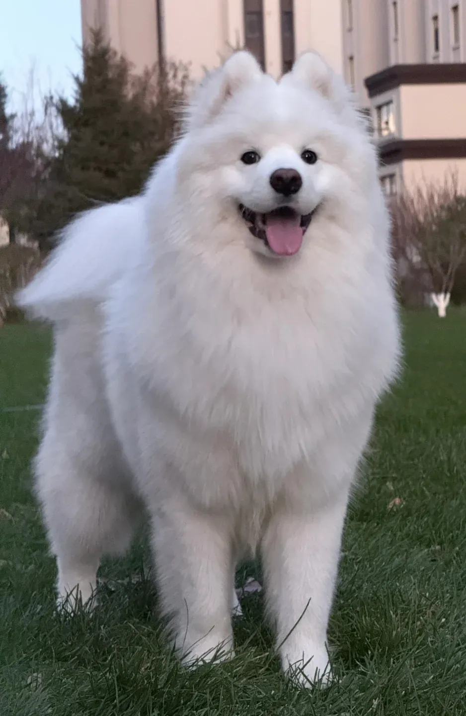 Chien qui ressemble à un ours : 8 races à découvrir Samoyède chiot tout blanc avec son pelage immaculé et son sourire caractéristique, le chien qui ressemble à un ours polaire